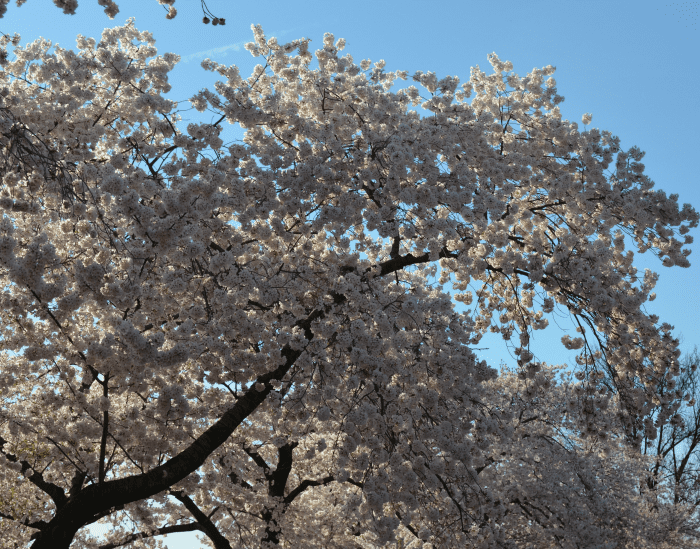 What to expect at the National Cherry Blossom Festival in Washington DC What to expect at the National Cherry Blossom Festival in Washington DC