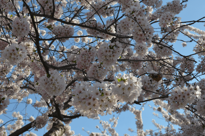 What to expect at the National Cherry Blossom Festival in Washington DC What to expect at the National Cherry Blossom Festival in Washington DC