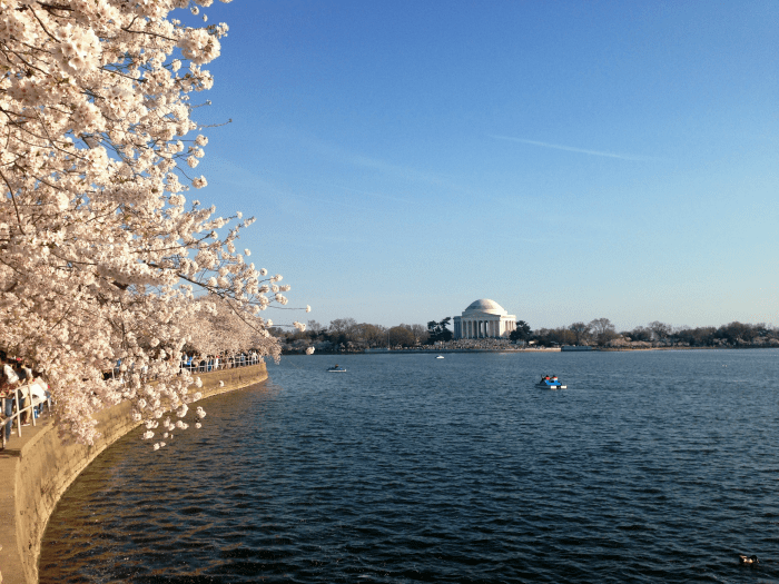 What to expect at the National Cherry Blossom Festival in Washington DC What to expect at the National Cherry Blossom Festival in Washington DC