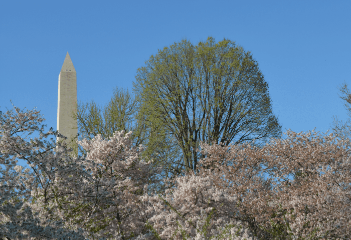 What to expect at the National Cherry Blossom Festival in Washington DC What to expect at the National Cherry Blossom Festival in Washington DC