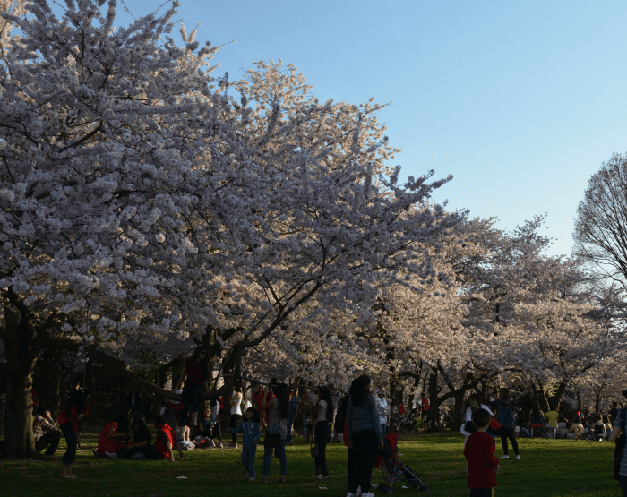 What to expect at the National Cherry Blossom Festival in Washington DC What to expect at the National Cherry Blossom Festival in Washington DC
