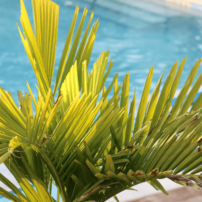 Key West Weekend Travel Guide: What to Do and Where to Stay