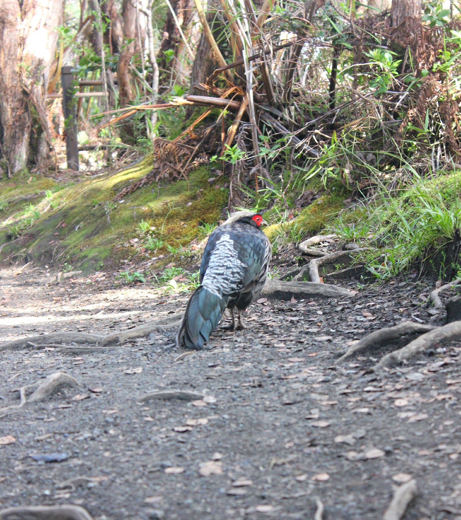 Big Island Travel Guide