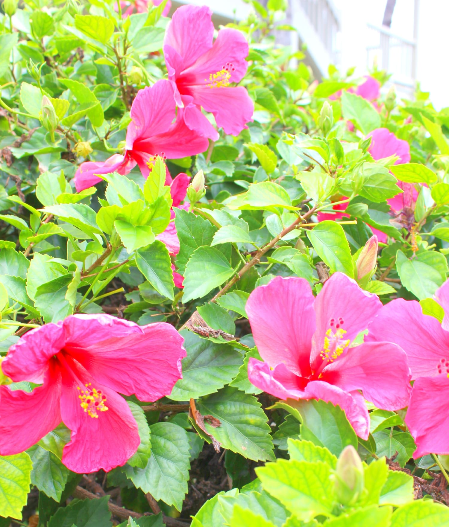 Hawaii, Kailua-Kona. Royal Kona, Stephanie Ziajka, Diary of a Debutante, Flowers