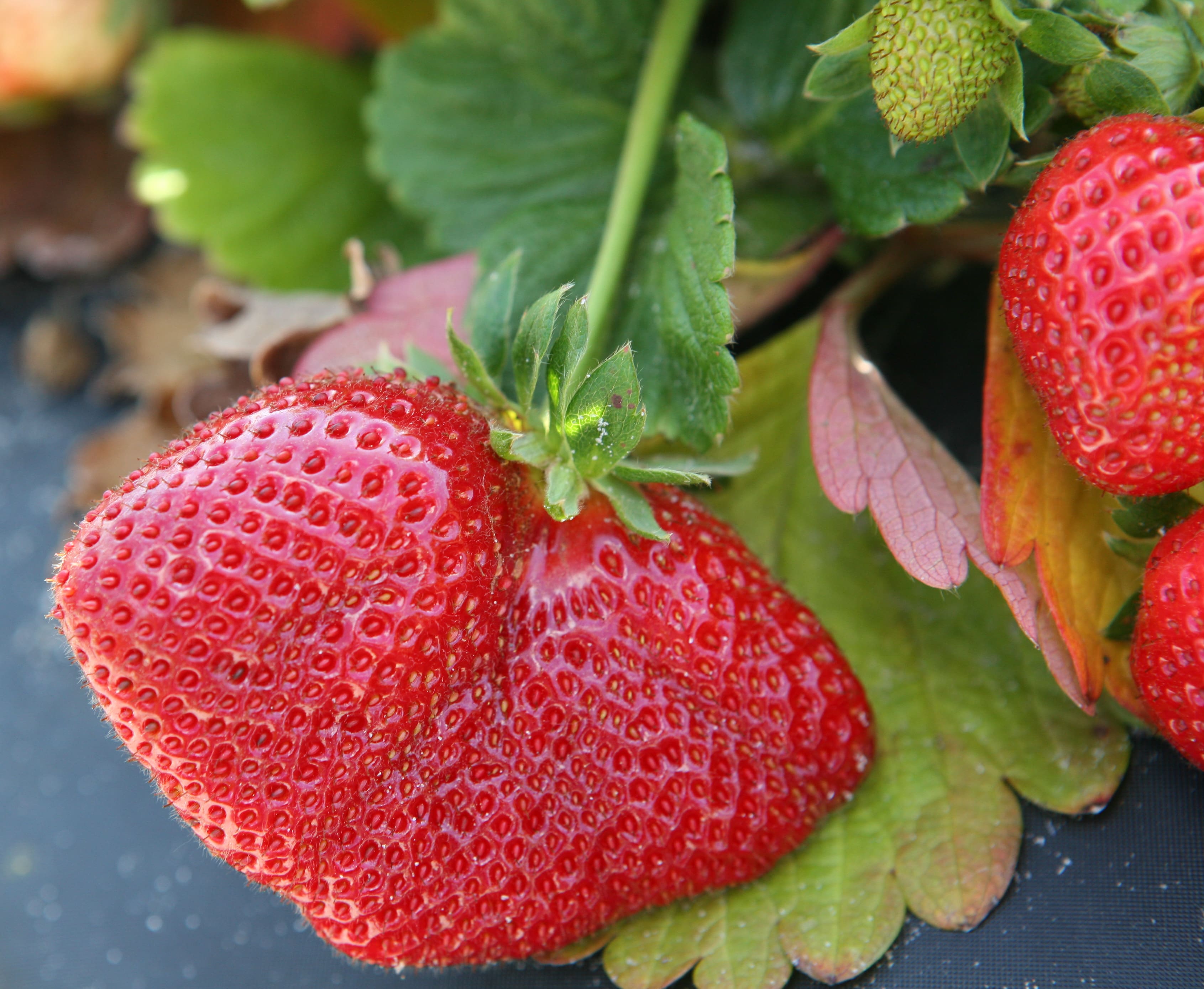 Orlando Travel Guide, Visit Orlando, Visit Florida, Stephanie Ziajka, Diary of a Debutante, Strawberry Picking, Pappy's Patch