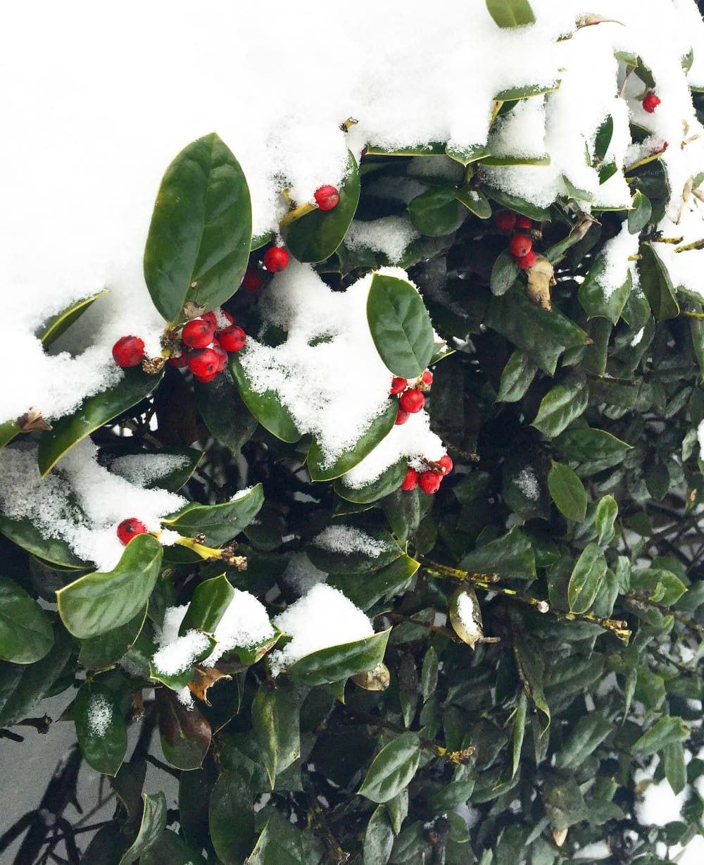 Washington DC Snow, Fresh Snow in DC, Washington DC Travel Guide, DC Travel Guide, Stephanie Ziajka, Diary of a Debutante