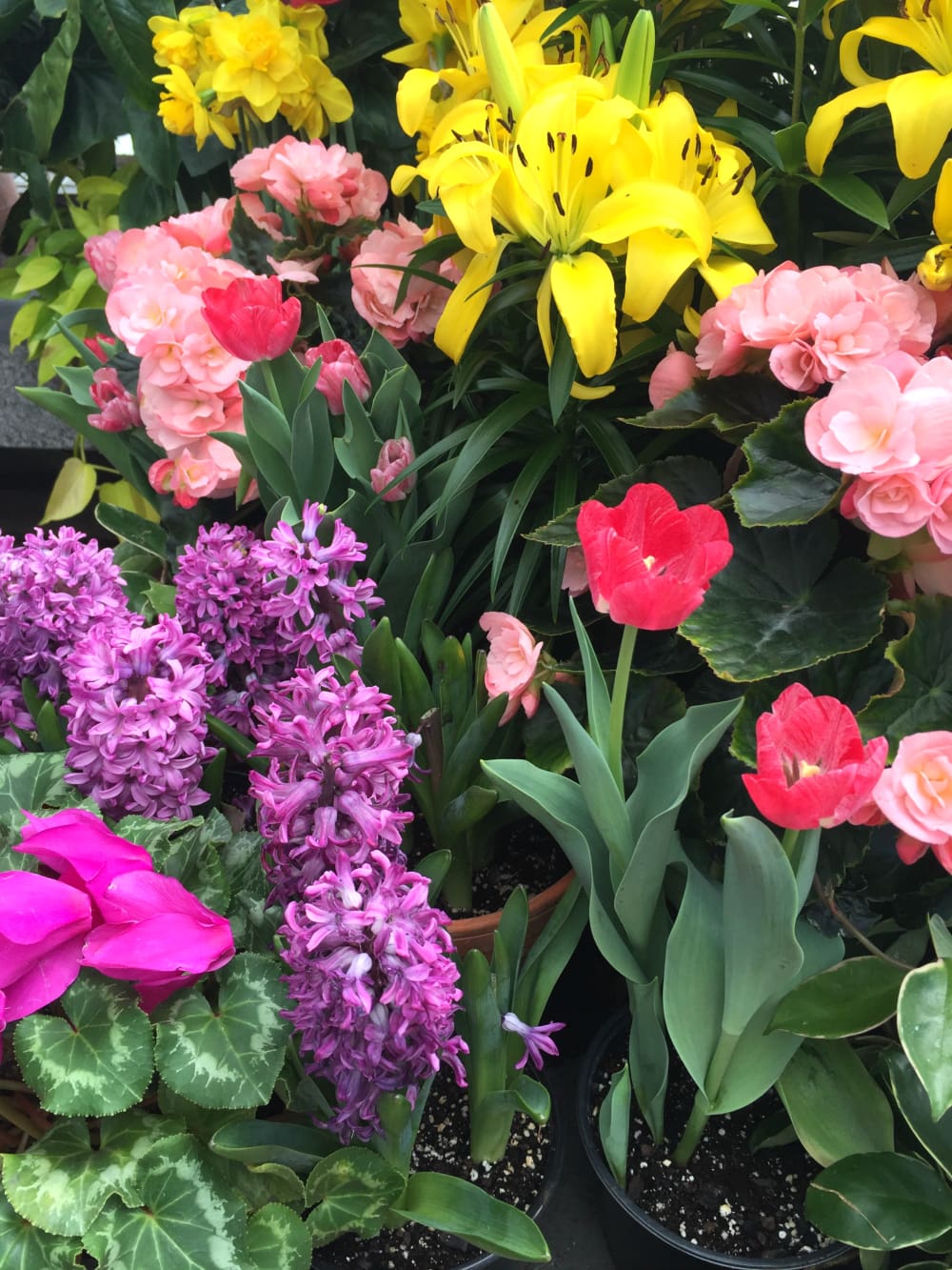 Ultimate Southern Road Trip, Southern Road Trip, American Road Trip, Asheville, North Carolina, Triple Falls, Stephanie Ziajka, Diary of a Debutante, The Biltmore, Biltmore North Caroline