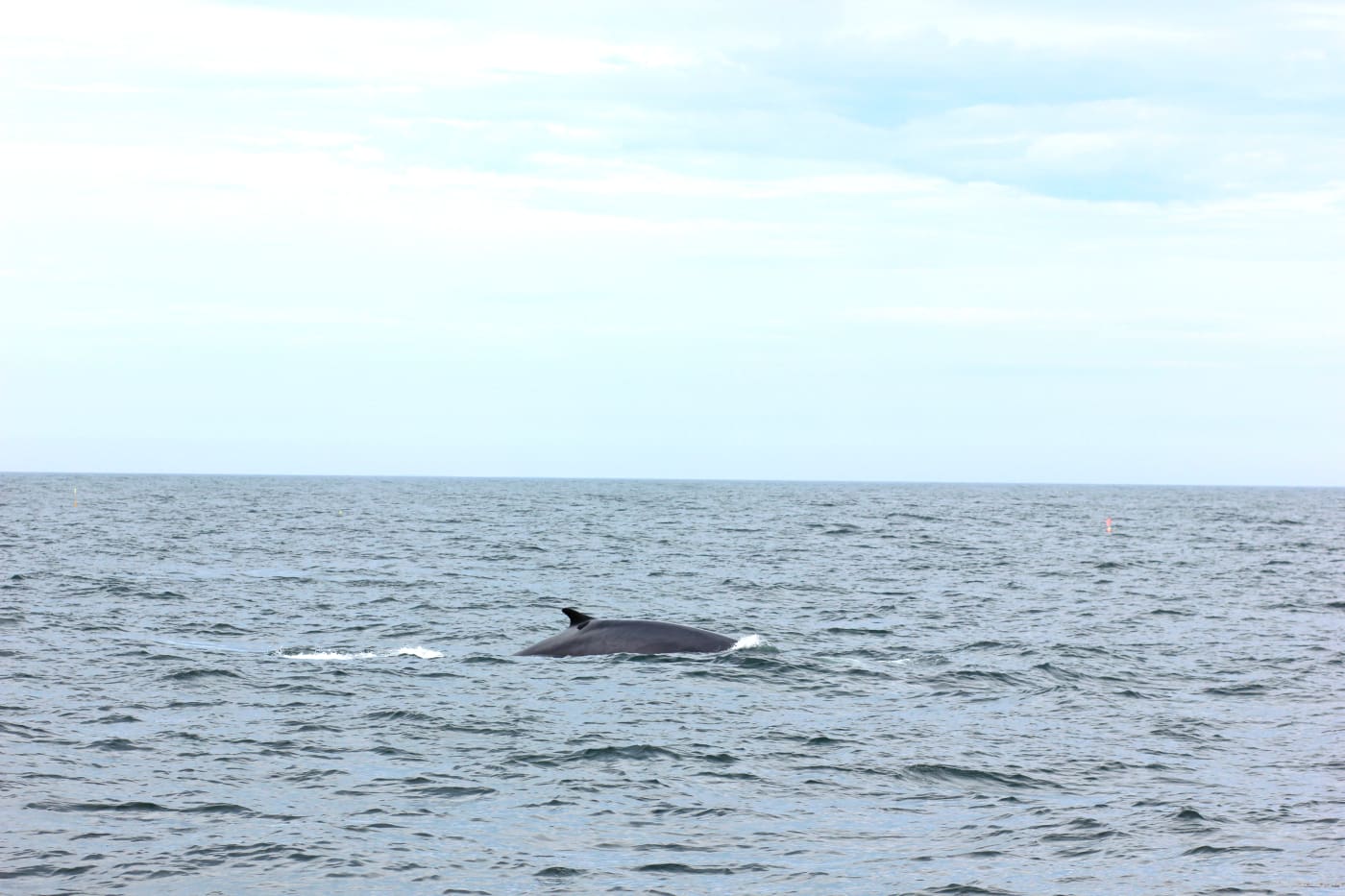 Whale watching in Maine with a J. Crew Factory sleeveless turtleneck, Hunter tain boots, and a handful of Zone Bars