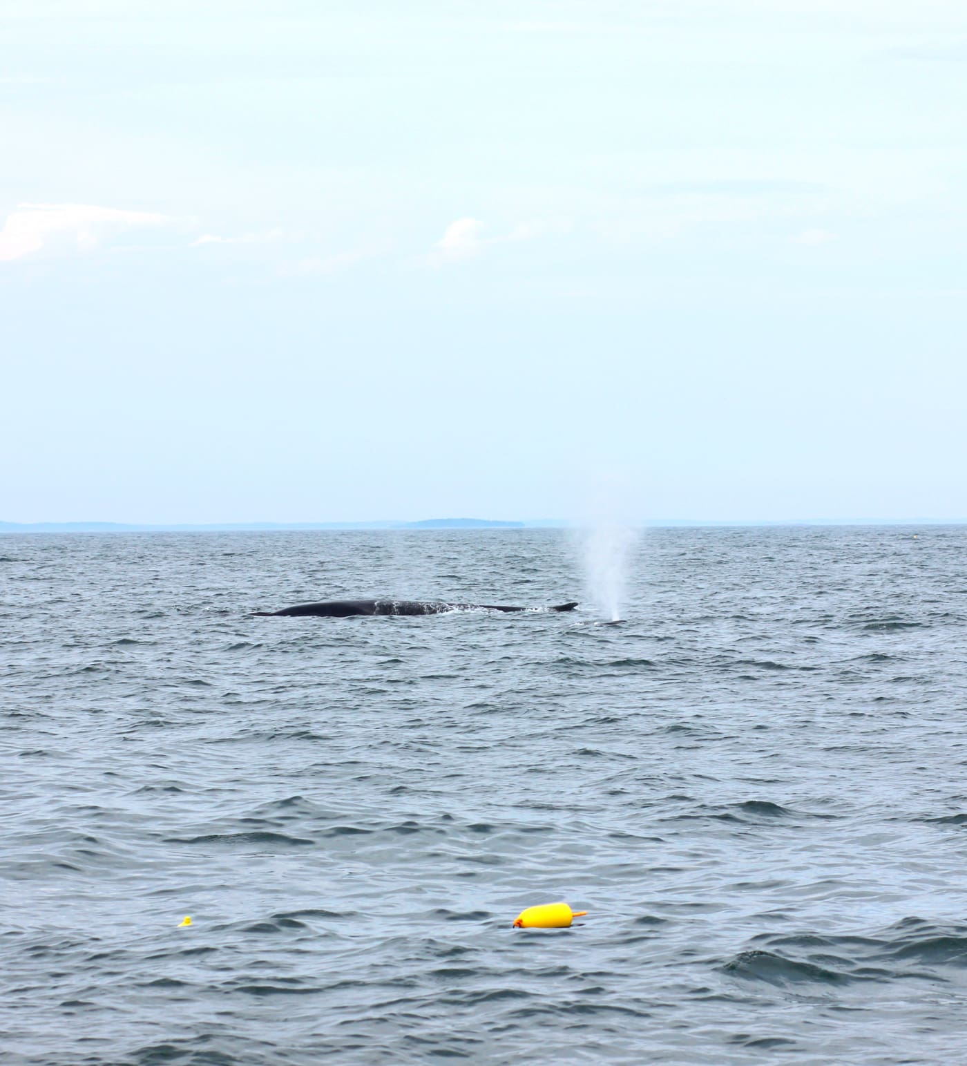 Whale watching in Maine with a J. Crew Factory sleeveless turtleneck, Hunter tain boots, and a handful of Zone Bars