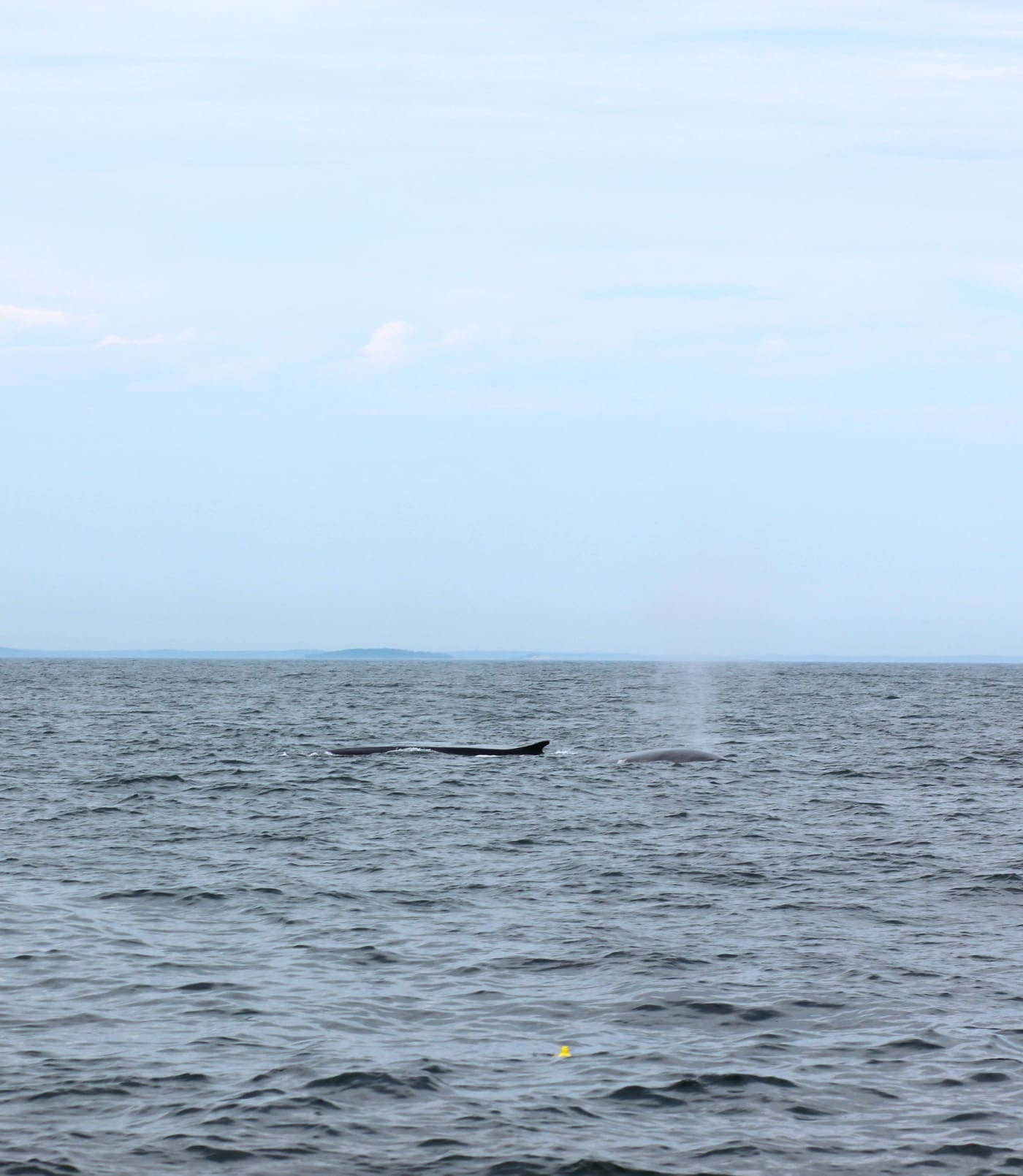 Whale watching in Maine with a J. Crew Factory sleeveless turtleneck, Hunter tain boots, and a handful of Zone Bars