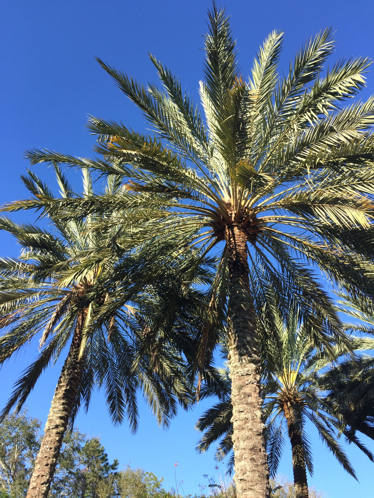 A romantic weekend getaway in Orlando at Loews Portofino Bay Hotel