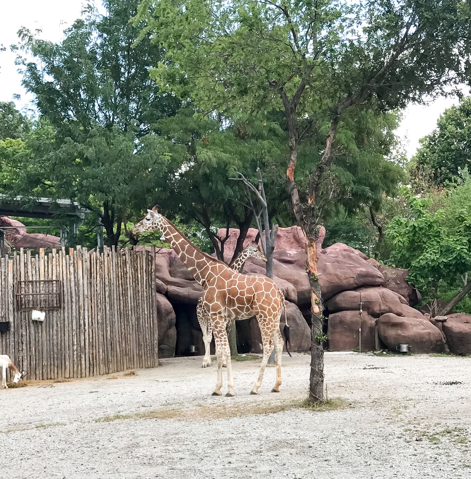 Looking for fun things to do in St Louis? This Gateway City weekend travel guide lists the best things to do (most of which are free), the best place to stay, and the best places to eat in the Gateway to the West!