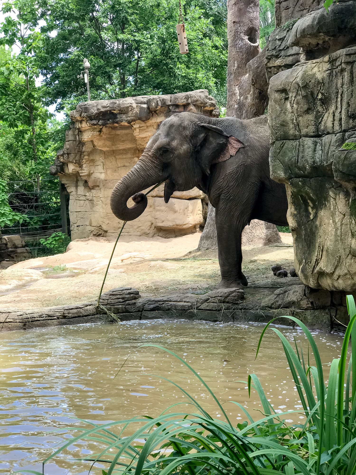 Looking for fun things to do in St Louis? This Gateway City weekend travel guide lists the best things to do (most of which are free), the best place to stay, and the best places to eat in the Gateway to the West!