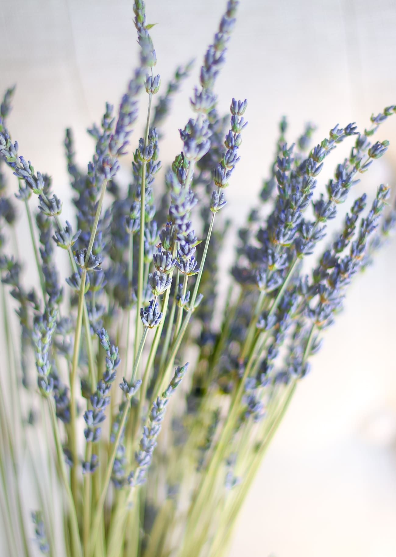DIY essential oil linen spray by southern fashion blogger Stephanie Ziajka from Diary of a Debutante, DIY laundry spray with lavender, sweet orange, and tea tree oil from Thursday Plantation