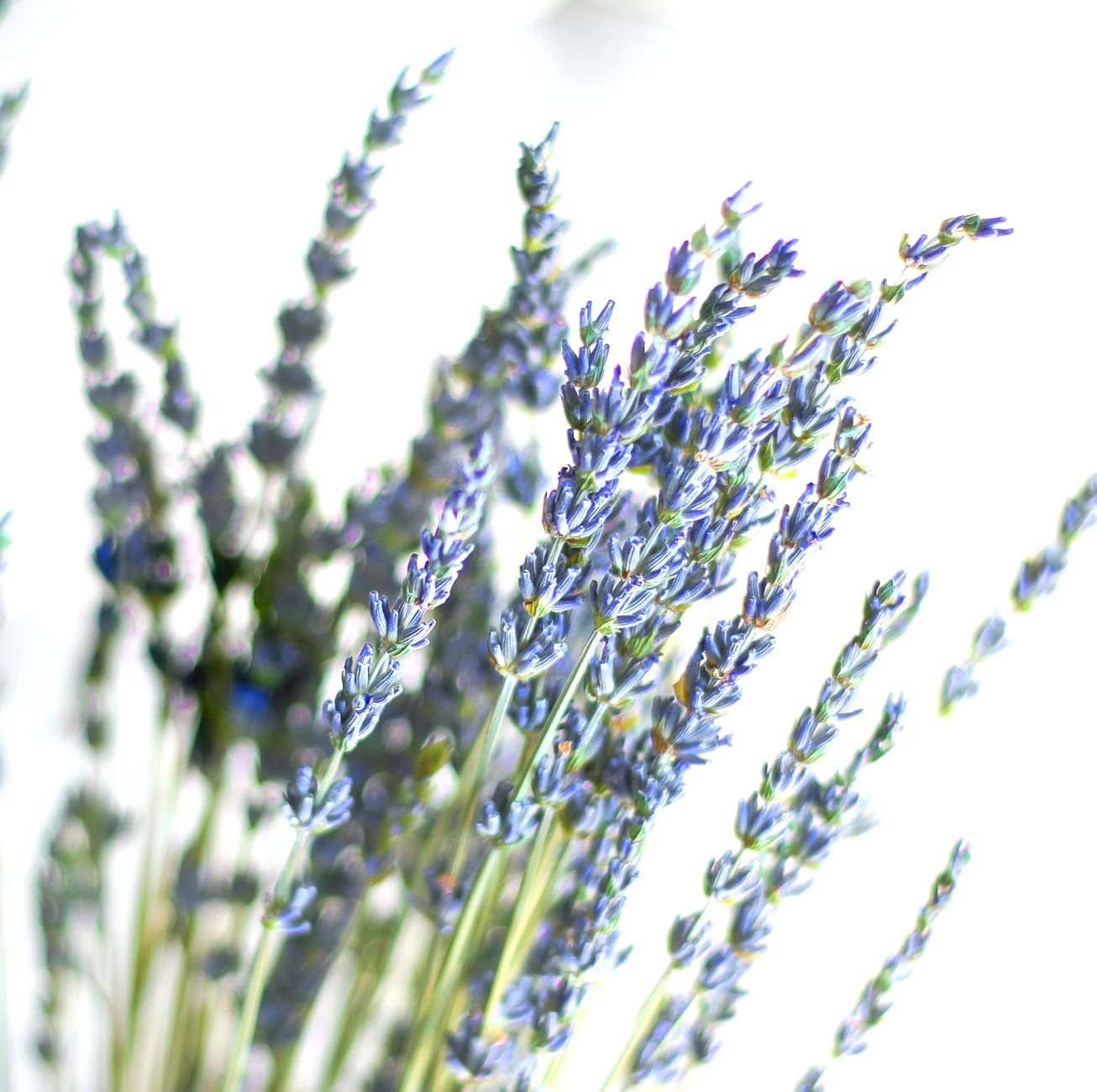 DIY essential oil linen spray by southern fashion blogger Stephanie Ziajka from Diary of a Debutante, DIY laundry spray with lavender, sweet orange, and tea tree oil from Thursday Plantation