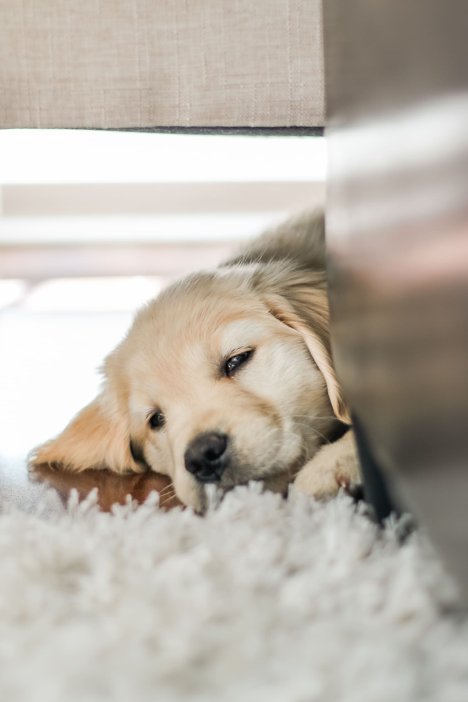 Don't Stop Retrievin': Meet Nala Our Golden Girl by fashion blogger Stephanie Ziajka from Diary of a Debutante, Catherine Rhodes Photography, new golden retriever puppy, golden retriever puppy care, Nala the Golden Retriever