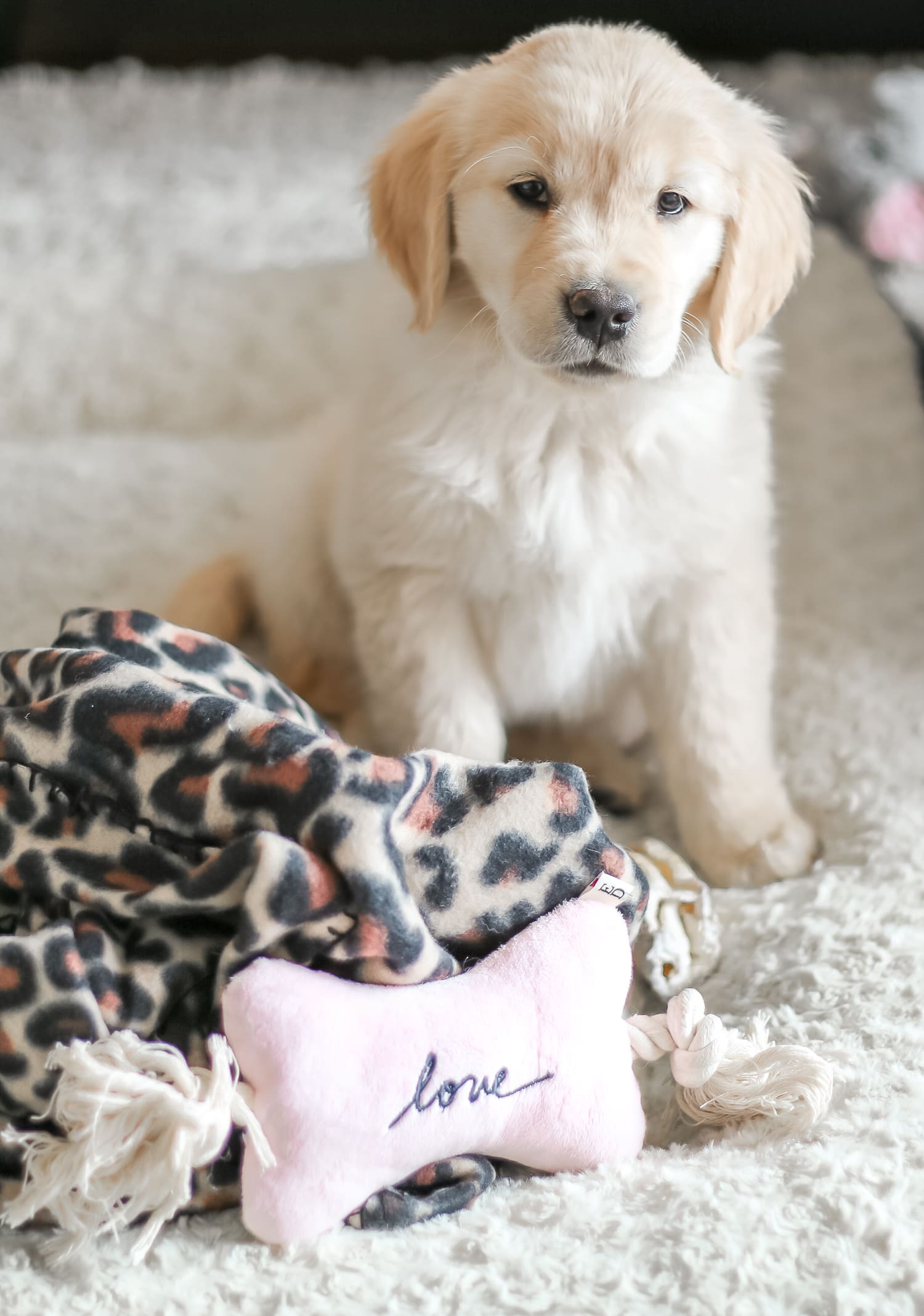 Don't Stop Retrievin': Meet Nala Our Golden Girl by fashion blogger Stephanie Ziajka from Diary of a Debutante, Catherine Rhodes Photography, new golden retriever puppy, golden retriever puppy care, Nala the Golden Retriever