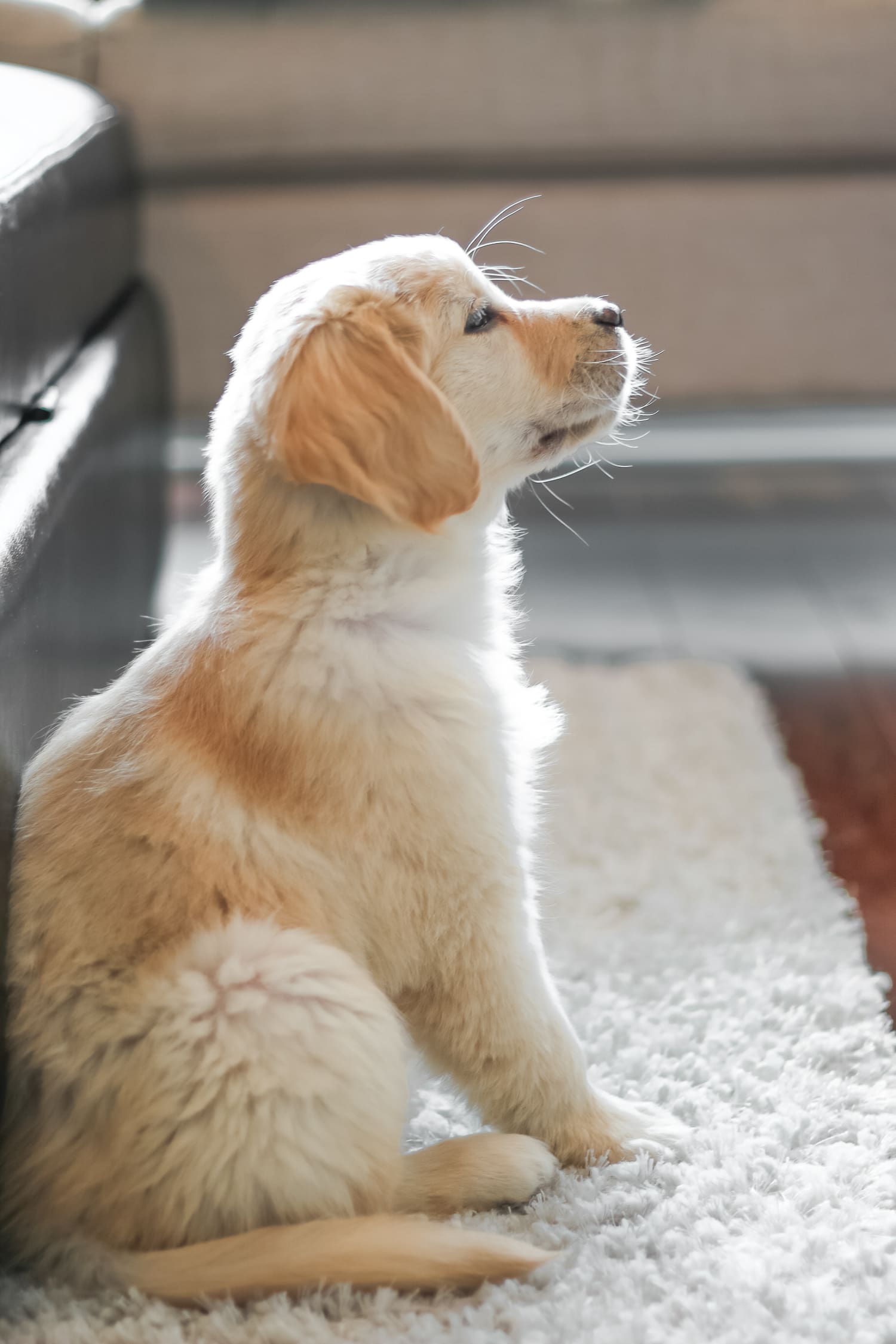 Don't Stop Retrievin': Meet Nala Our Golden Girl by fashion blogger Stephanie Ziajka from Diary of a Debutante, Catherine Rhodes Photography, new golden retriever puppy, golden retriever puppy care, Nala the Golden Retriever