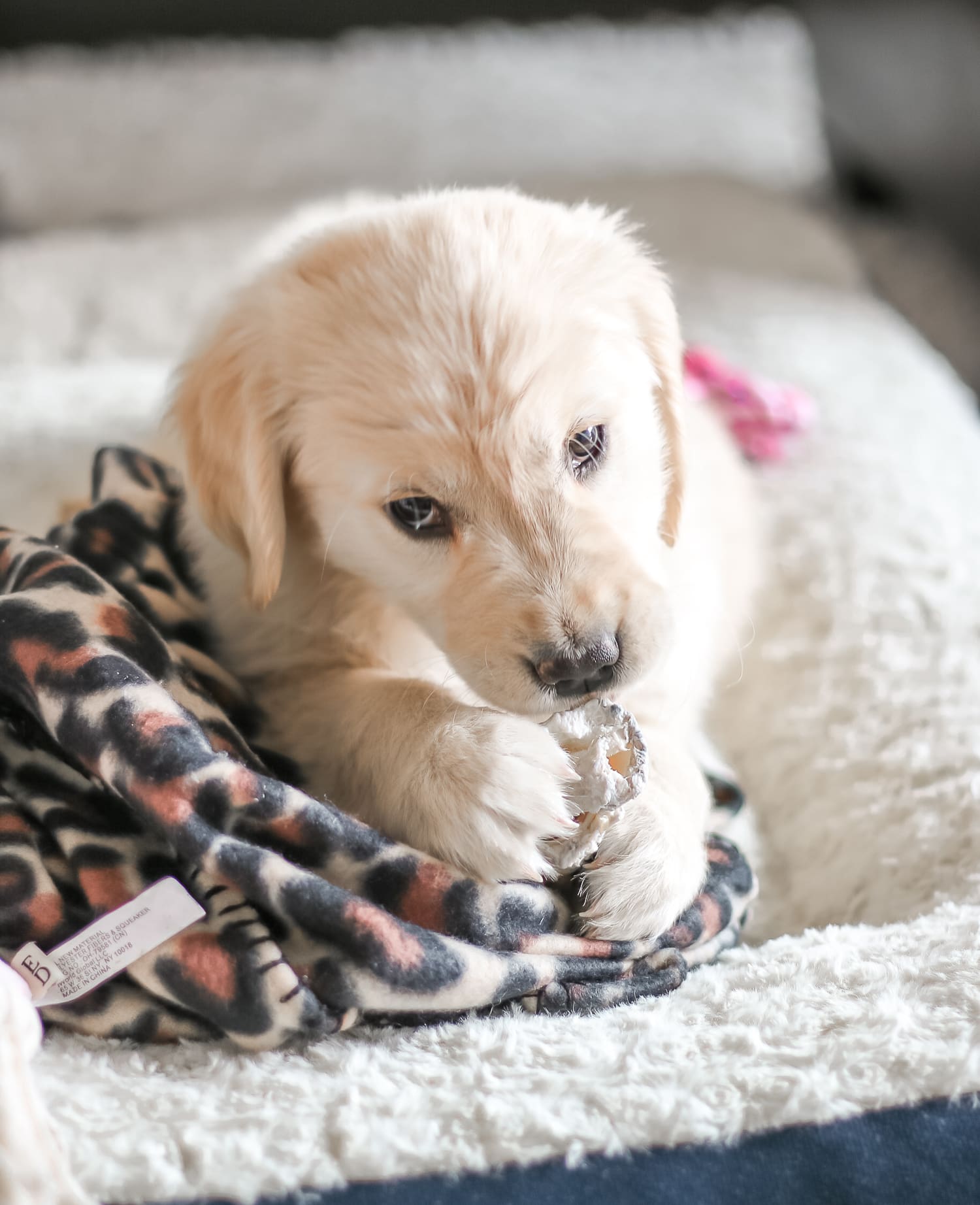Don't Stop Retrievin': Meet Nala Our Golden Girl by fashion blogger Stephanie Ziajka from Diary of a Debutante, Catherine Rhodes Photography, new golden retriever puppy, golden retriever puppy care, Nala the Golden Retriever