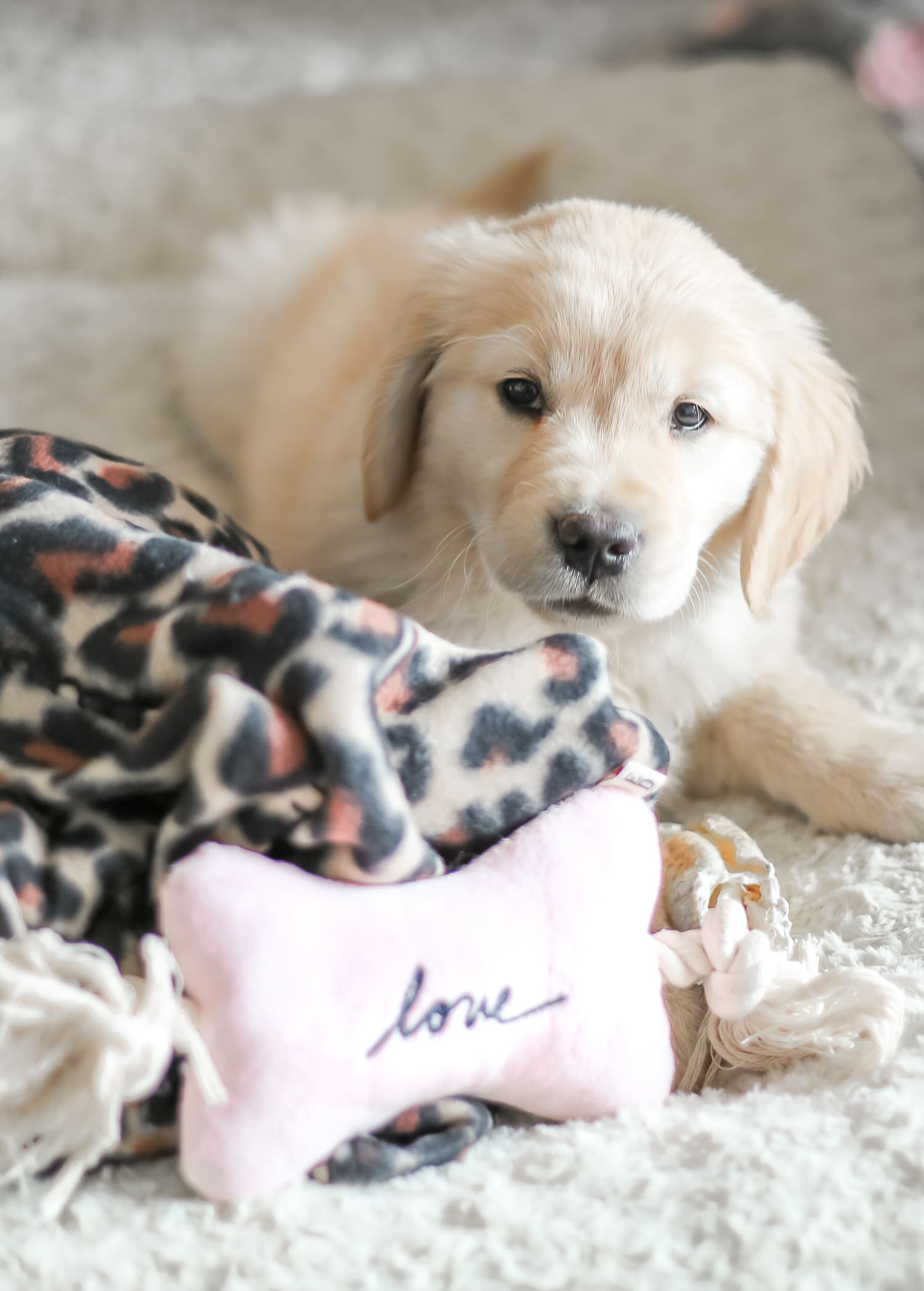 Don't Stop Retrievin': Meet Nala Our Golden Girl by fashion blogger Stephanie Ziajka from Diary of a Debutante, Catherine Rhodes Photography, new golden retriever puppy, golden retriever puppy care, Nala the Golden Retriever