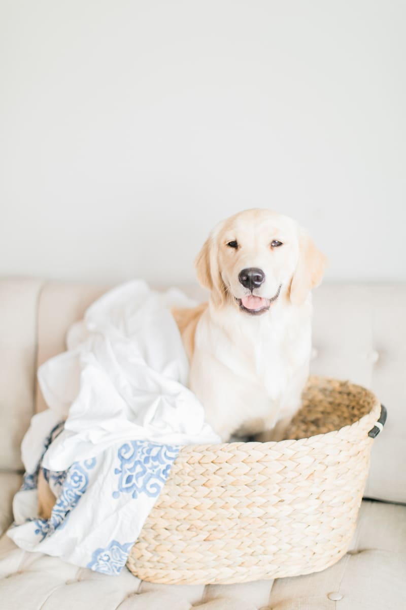 How to keep your clothes smelling fresh (even with pets) with Purex Crystals by southern blogger and dog mom Stephanie Ziajka from Diary of a Debutante, dog owner laundry hacks, pet odor removal, remove pet odor in laundry, pet laundry, laundry with pets, best laundry detergent for pet odor, add to laundry to remove odor, cute golden retriever in laundry, Purex Crystals review