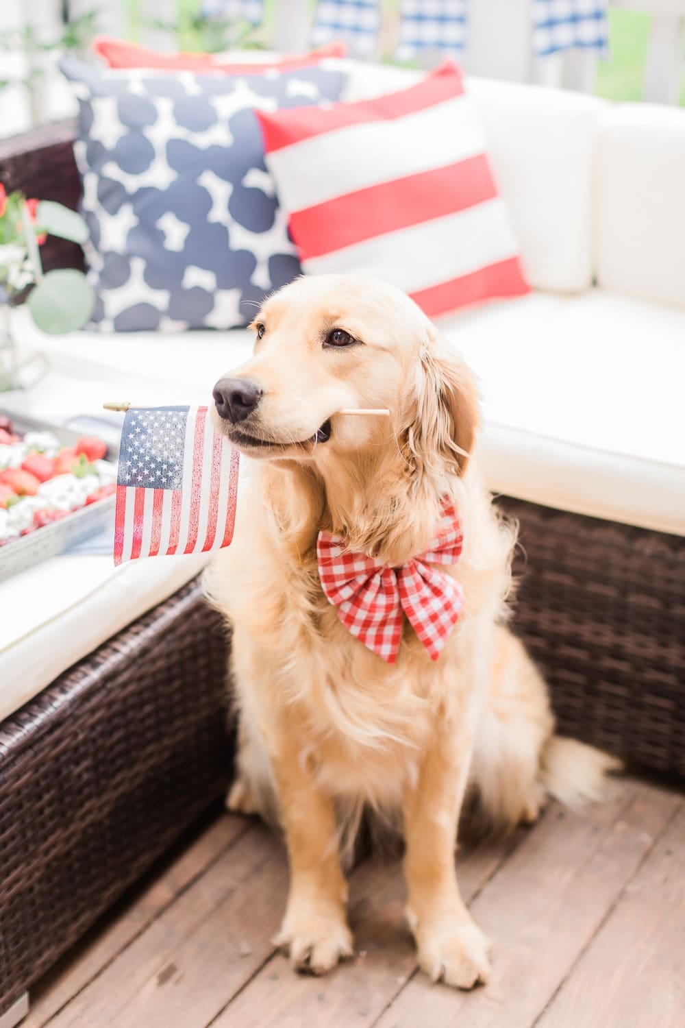Nellie the golden retriever holding a flag in her mouth on Diary of a Debutante