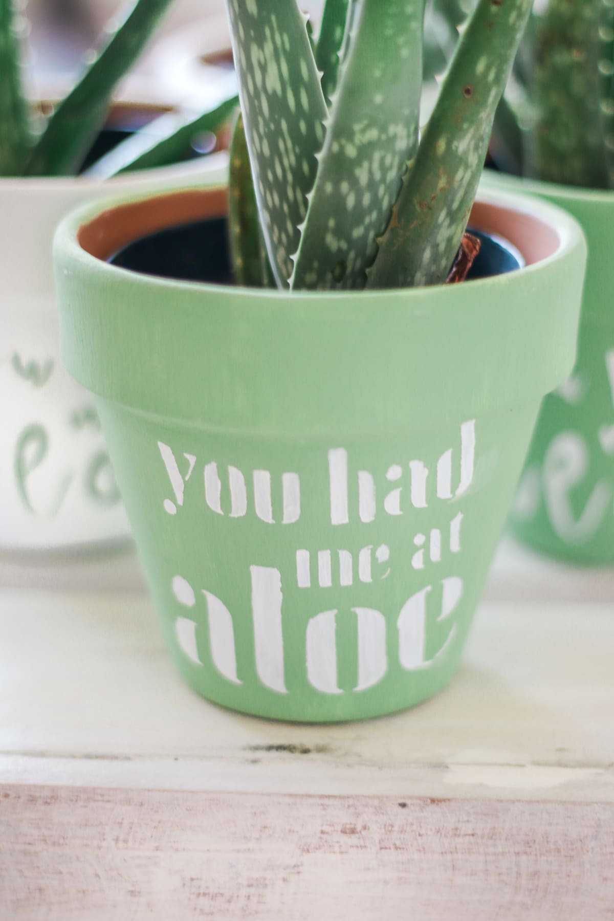 "You Had Me at Aloe" DIY succulent planter by southern blogger Stephanie Ziajka from Diary of a Debutante, gift idea for new neighbors, easy clay pot craft ideas, terracotta ideas, cute aloe vera planter, American Greetings featured artists cards