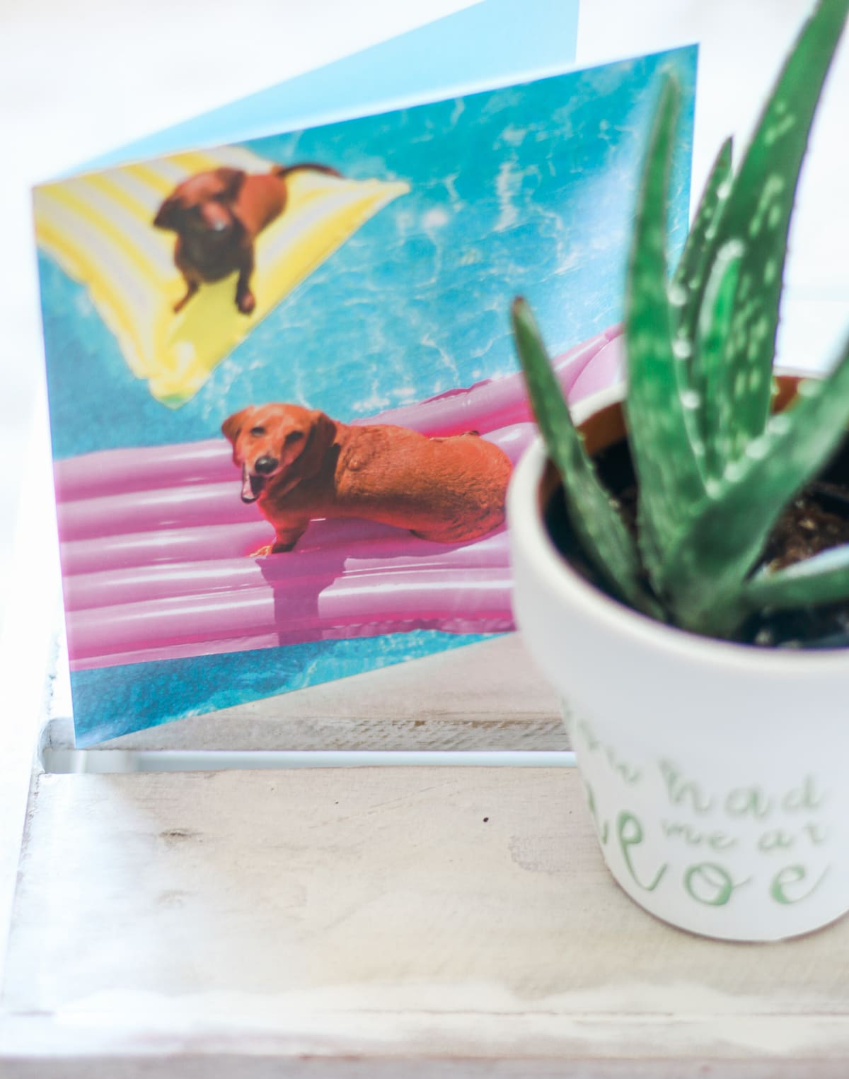 "You Had Me at Aloe" DIY succulent planter by southern blogger Stephanie Ziajka from Diary of a Debutante, gift idea for new neighbors, easy clay pot craft ideas, terracotta ideas, cute aloe vera planter, American Greetings featured artists cards, card for new neighbors, American Greetings Optimism + Authenticity collection, Audrey Jones Optimism and Authenticity Collection