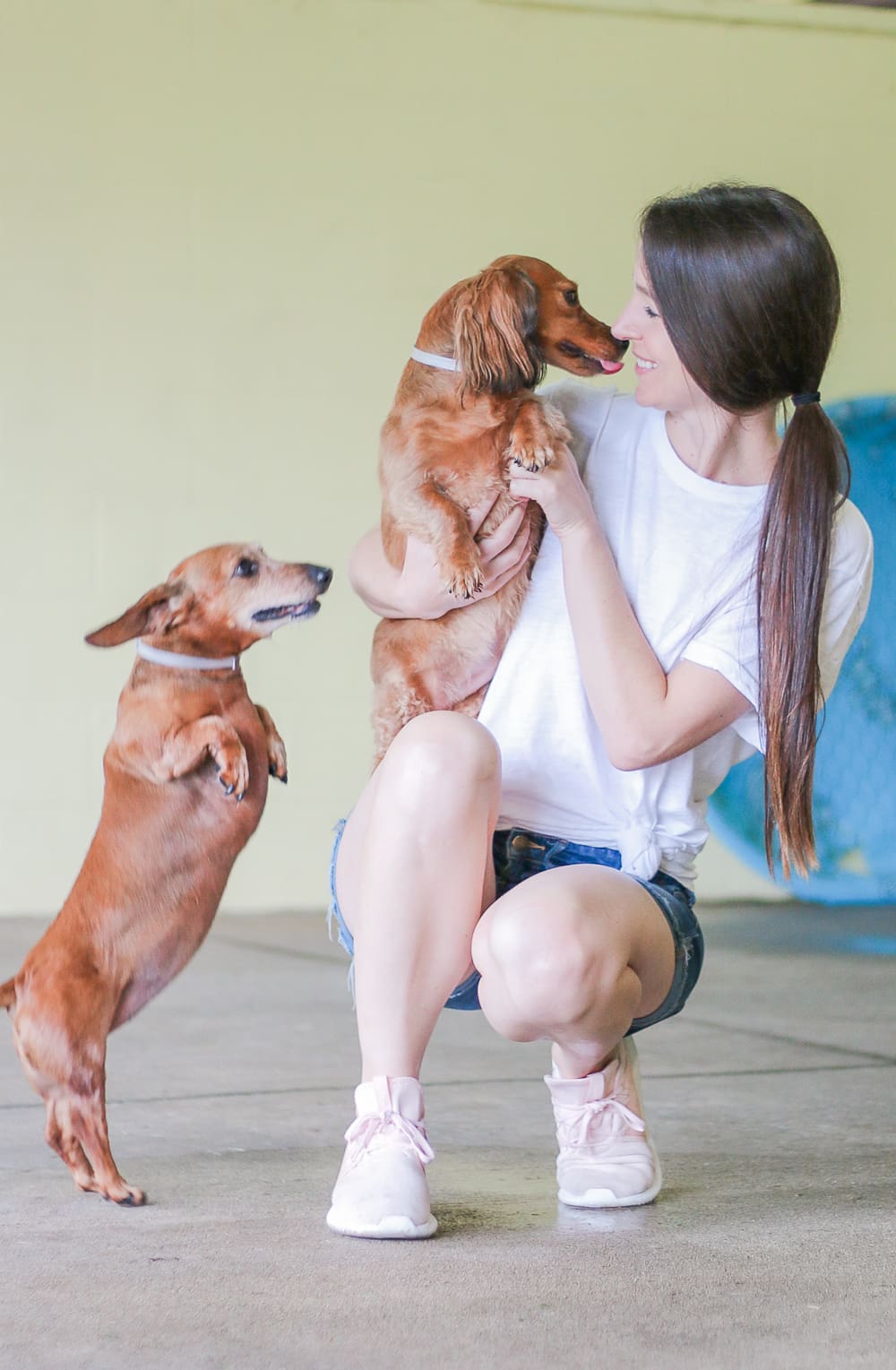 A day at Wayside Waifs Animal Shelter by Missouri blogger and dog mom Stephanie Ziajka from Diary of a Debutante, Clear the Shelters Day information, Clear the Shelters Day 2018