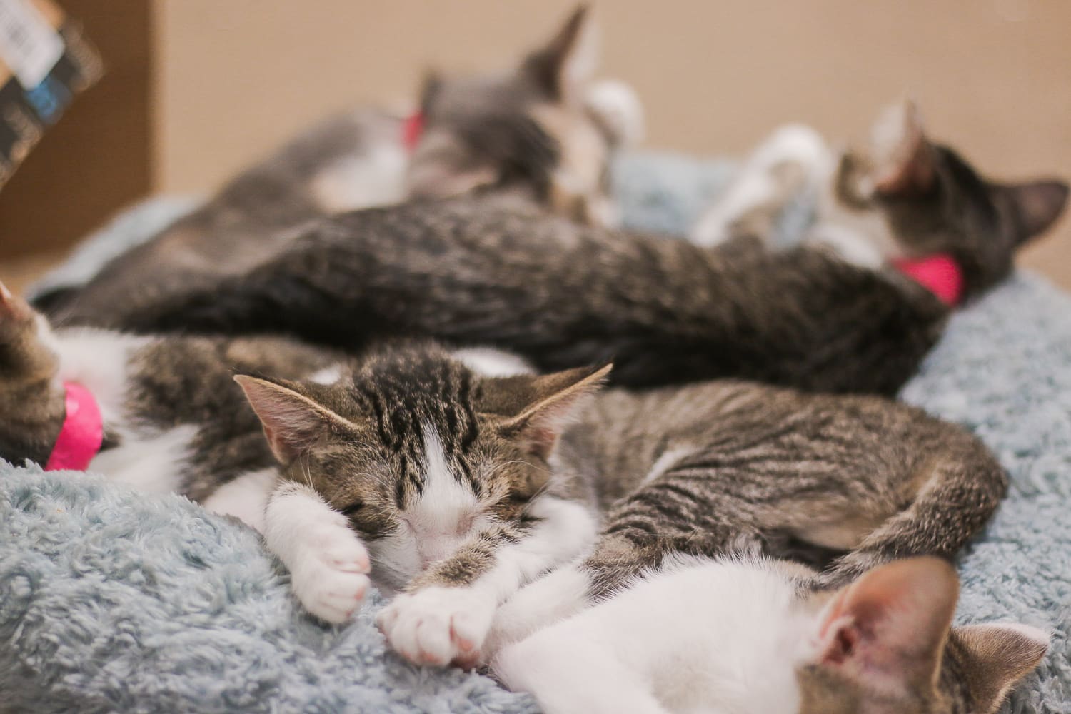 A day at Wayside Waifs Animal Shelter by Missouri blogger and dog mom Stephanie Ziajka from Diary of a Debutante, Clear the Shelters Day information, Clear the Shelters Day 2018