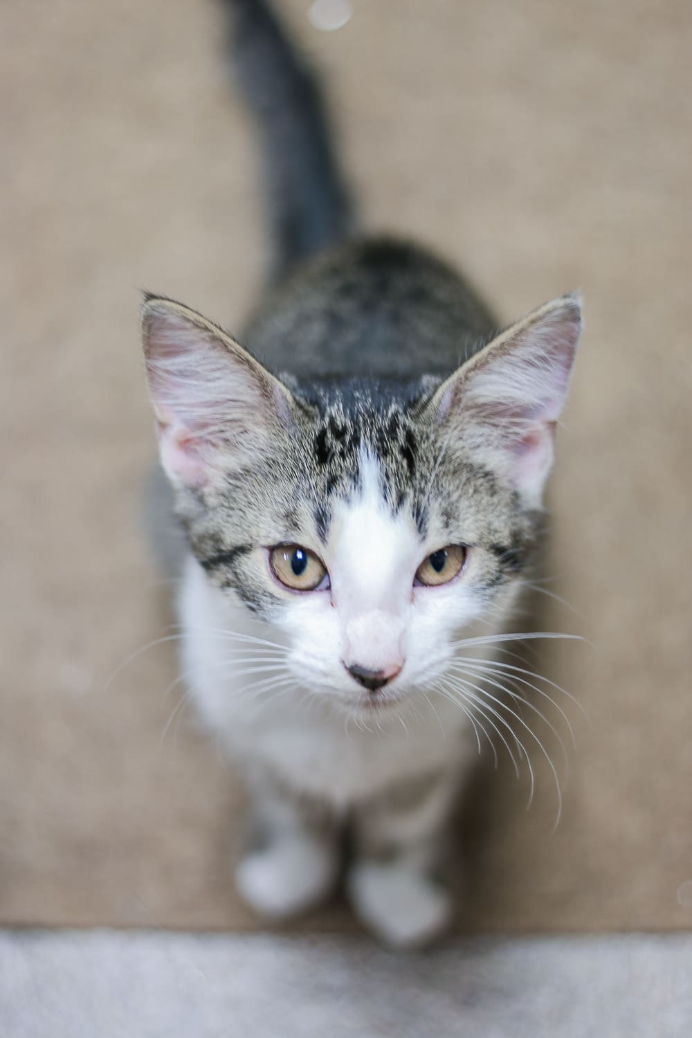 A day at Wayside Waifs Animal Shelter by Missouri blogger and dog mom Stephanie Ziajka from Diary of a Debutante, Clear the Shelters Day information, Clear the Shelters Day 2018