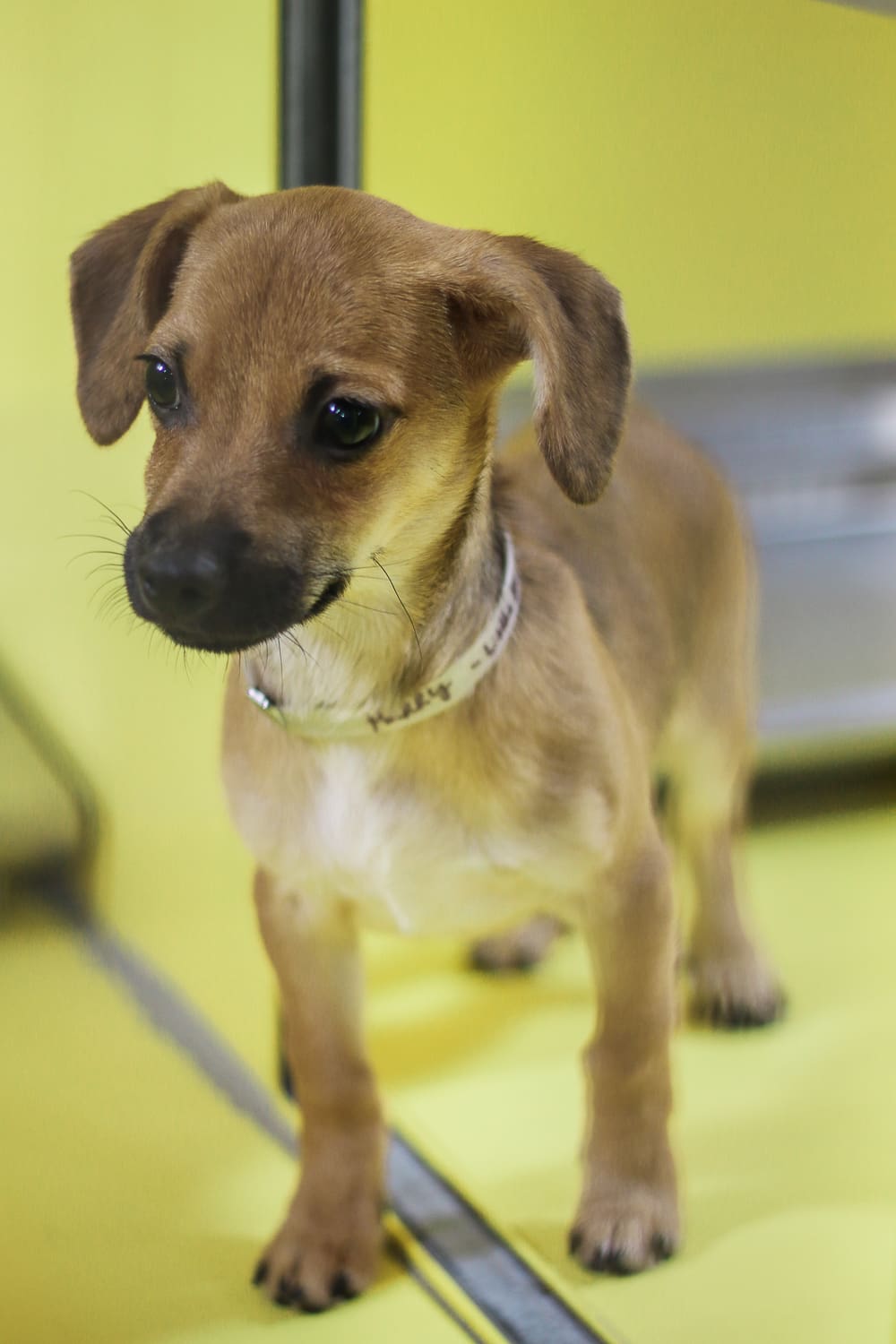 A day at Wayside Waifs Animal Shelter by Missouri blogger and dog mom Stephanie Ziajka from Diary of a Debutante, Clear the Shelters Day information, Clear the Shelters Day 2018