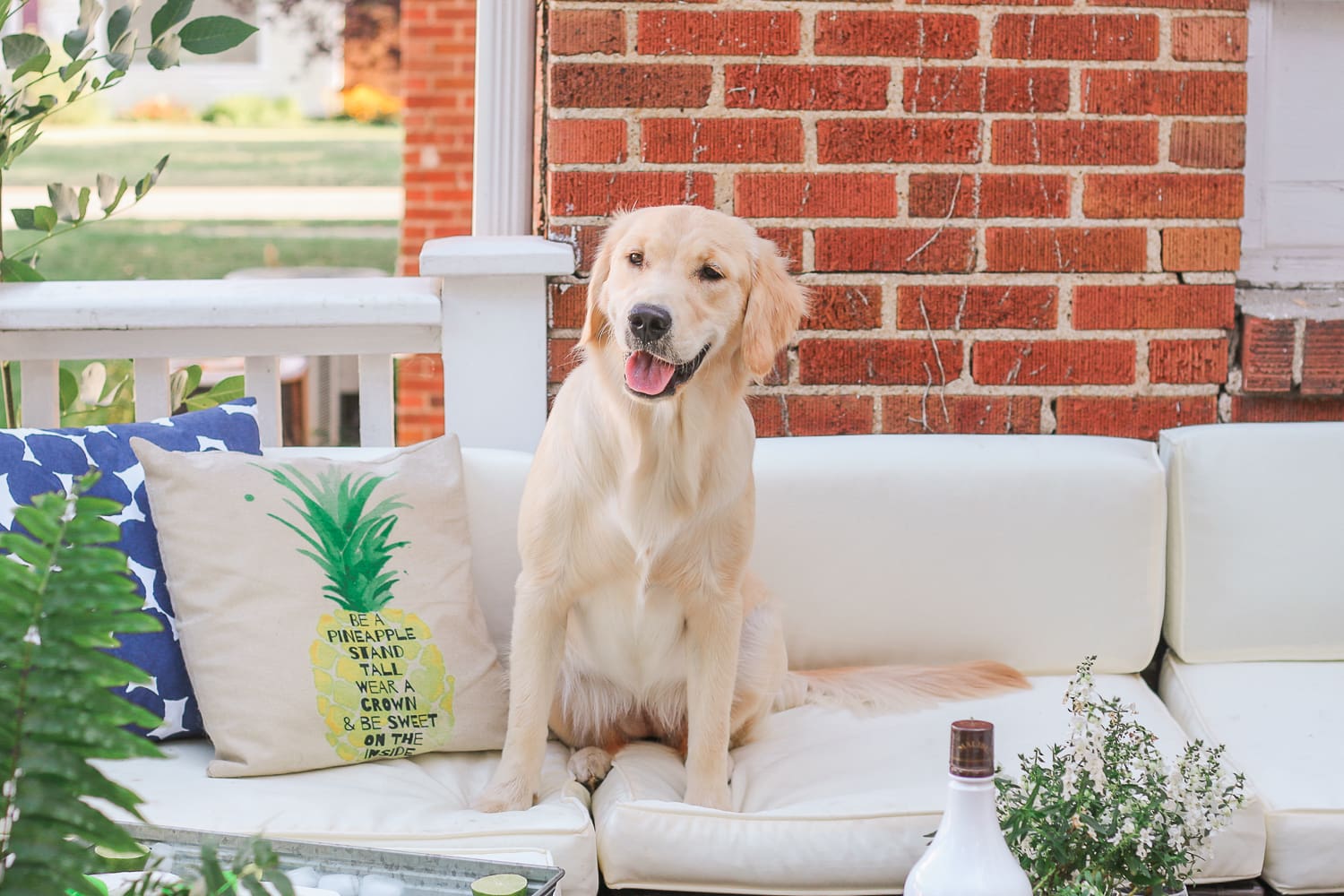 Cute golden retriever lounging on blogger Stephanie Ziajka's back patio