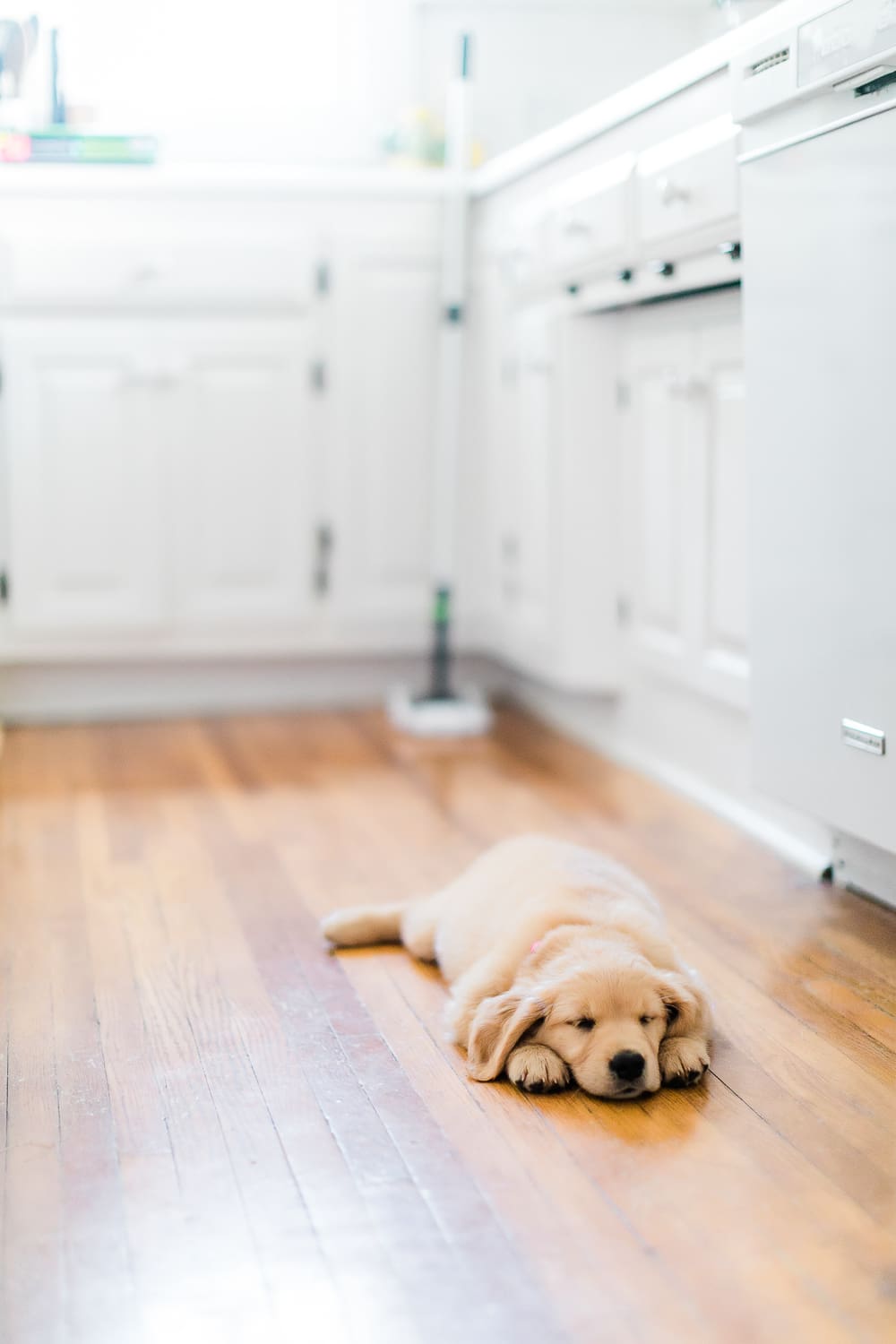 best way to clean hardwood floors with pets, best mop for dog hair on hardwood, STAINMASTER Sweep and Mop Kit review, Cleaning Hacks for Dog Moms: How to Tidy Your Home in 15 Minutes (or Less) by southern lifestyle blogger Stephanie Ziajka from Diary of a Debutante