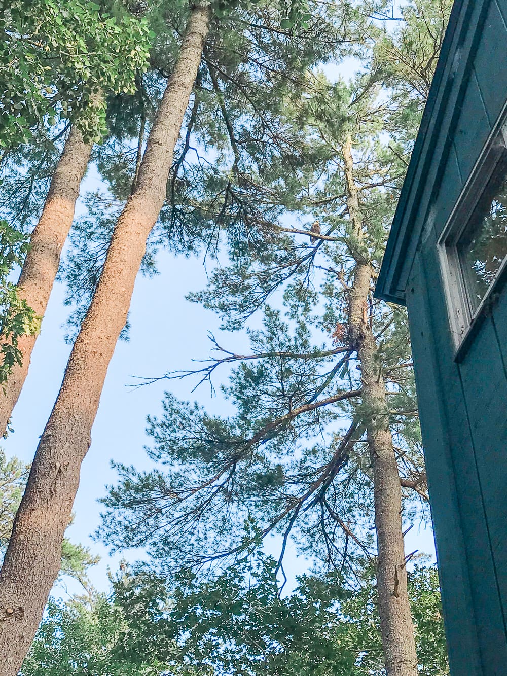 Maine vacation recap, Summer Bucket List: The Best Things to Do in Maine in Summer by southern lifestyle blogger Stephanie Ziajka from Diary of a Debutante, Maine bucket list, things to do in Maine, bird watching in Maine, bald eagle in Maine
