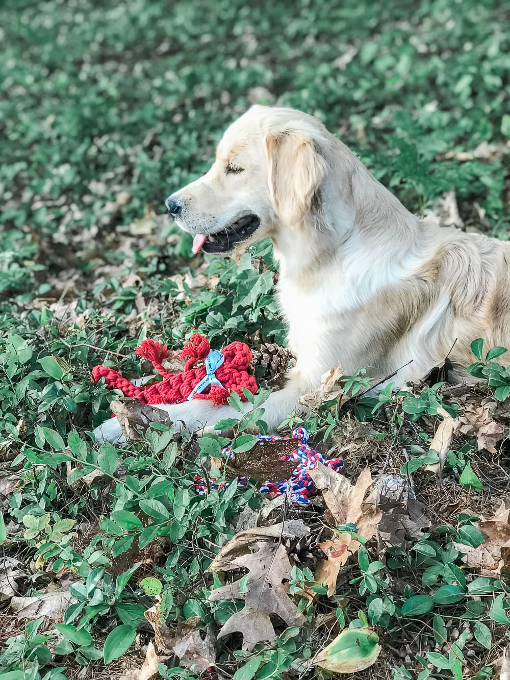 Maine vacation recap, Summer Bucket List: The Best Things to Do in Maine in Summer by southern lifestyle blogger Stephanie Ziajka from Diary of a Debutante, Maine bucket list, things to do in Maine, Lake Damariscotta, things to do in Damariscotta Maine, golden retriever with lobster toy