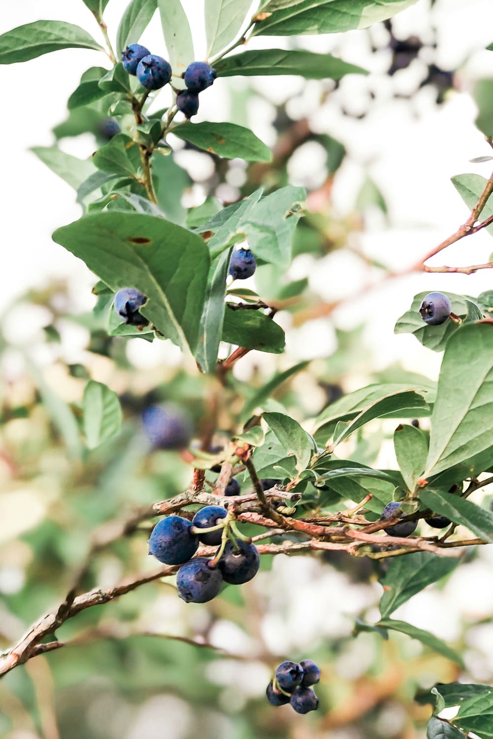 Maine vacation recap, Summer Bucket List: The Best Things to Do in Maine in Summer by southern lifestyle blogger Stephanie Ziajka from Diary of a Debutante, Maine bucket list, things to do in Maine, Lake Damariscotta, things to do in Damariscotta Maine, Maine blueberries, Maine blueberry pancakes