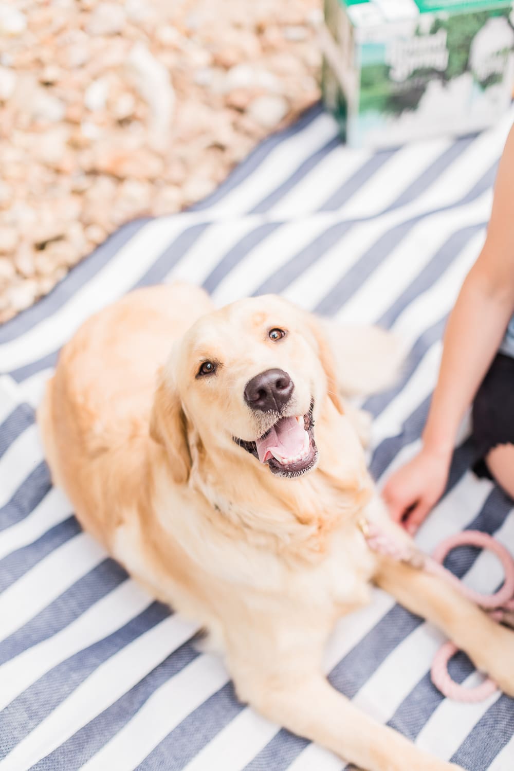 Cute golden retriever puppy hiking, hiking lunch ideas, what to pack on hiking lunch, healthy hiking lunch, Poland Spring Origin Natural Spring Water at Walmart, Summer Adventuring: How to Plan the Perfect Hiking Picnic by popular midwest blogger Stephanie Ziajka from Diary of a Debutante, Columbia MO hiking