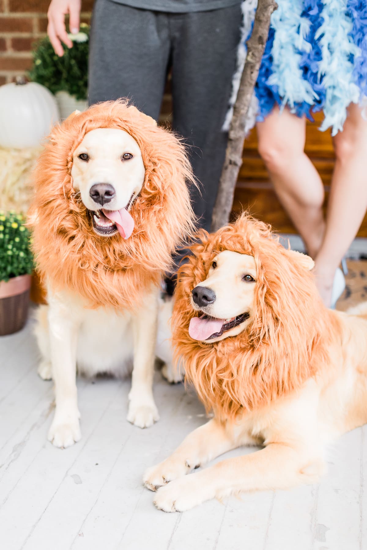 Dog lion mane costume, golden retriever lion mane costume, cute dog costumes
