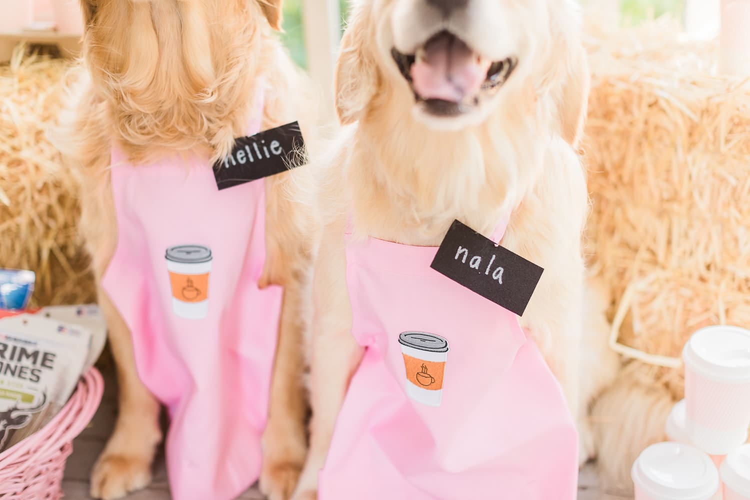 Cute big dog costume idea by dog mom and blogger Stephanie Ziajka on Diary of a Debutante