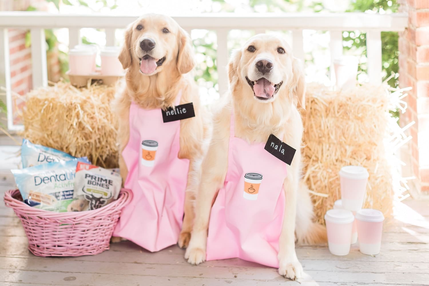 One of the cutest DIY golden retriever dog costumes ever designed by dog mom and blogger Stephanie Ziajka on Diary of a Debutante