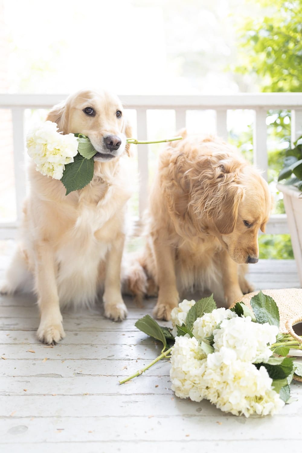 Cute golden retrievers holding white hydrangeas on Diary of a Debutante