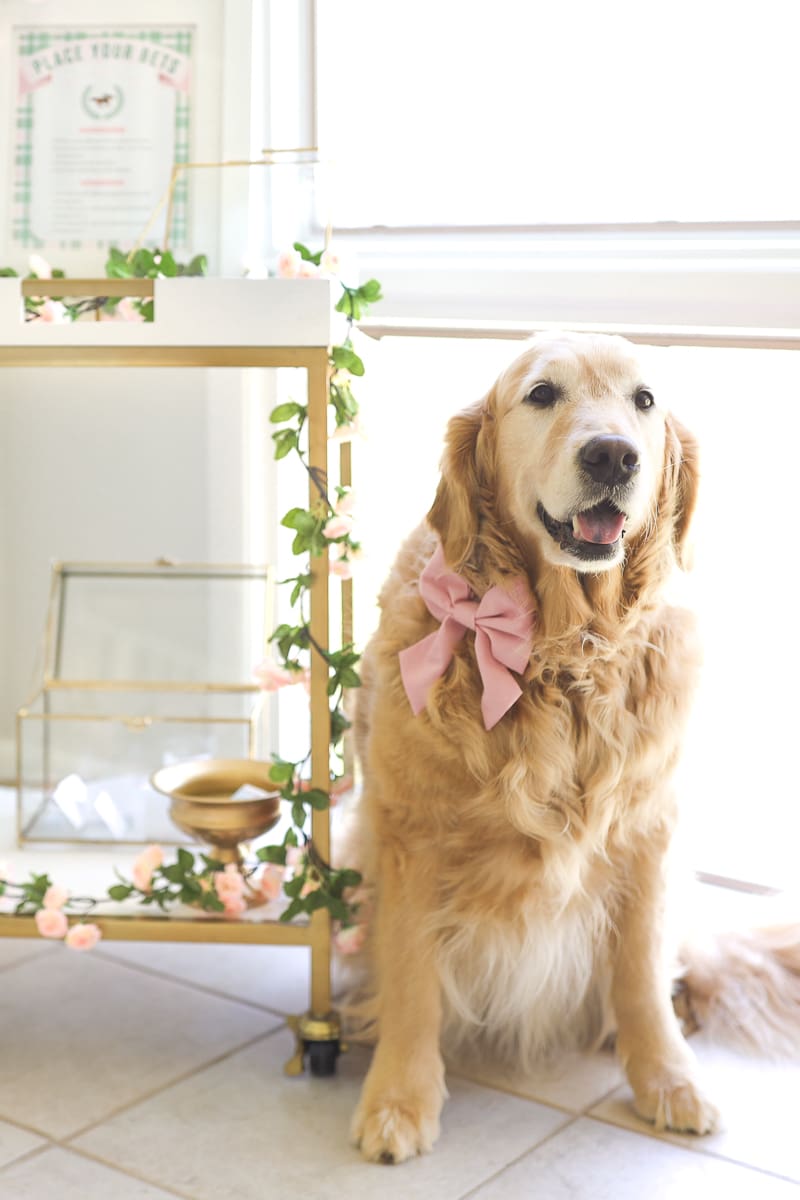 Kentucky Derby party golden retriever